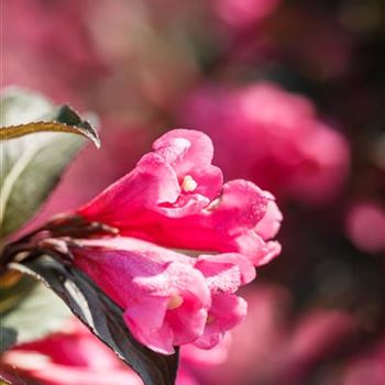 Weigela florida 'Victoria'