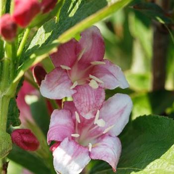 Weigela florida 'Nana Variegata'