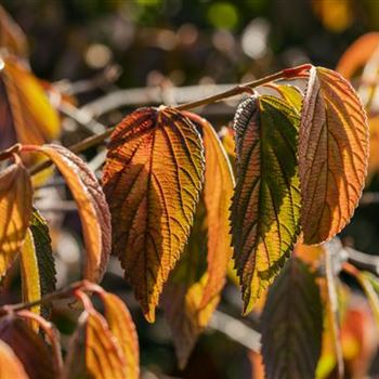 Viburnum plicatum