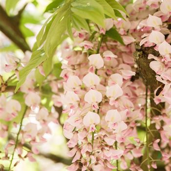 Wisteria floribunda 'Rosea'