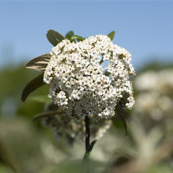 Viburnum pragense