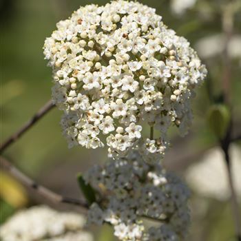 Viburnum pragense