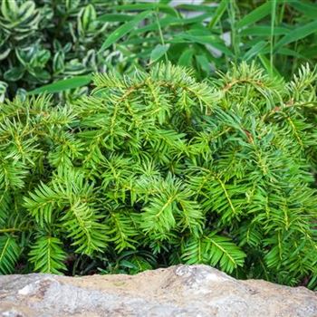 Taxus baccata 'Repandens'