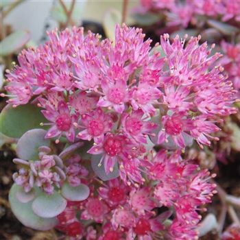 Sedum_cauticolum_WI_Q1.jpg