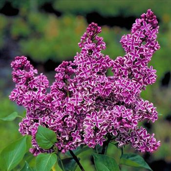 Syringa_vulgaris_Sensation_2001_0880_b.jpg