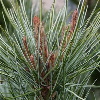 Pinus_monticola_Glauca_1S1B7049.JPG