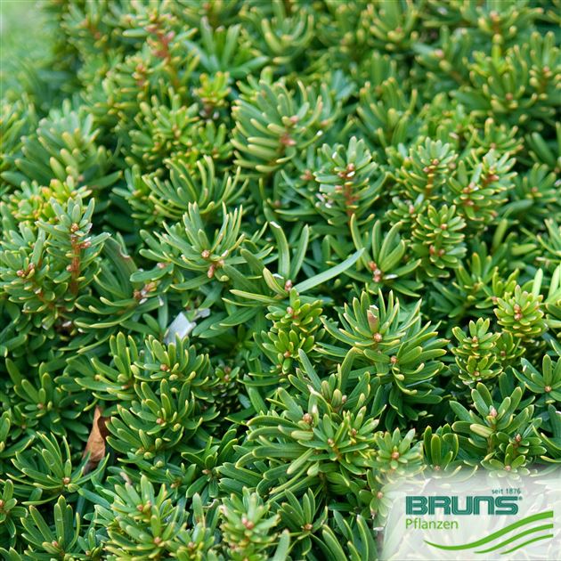 thuja 180-200 cm kaufen Thuja "Smaragd" (180 - 200 cm) im 20L Topf Buschig XXL