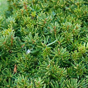 Taxus_cuspidata_Nana_2009_0450_q.jpg