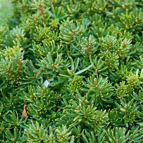 Taxus cuspidata 'Nana'