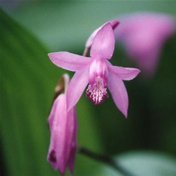 Bletilla_striata_2_ODQ0MzU2Nlo.JPG