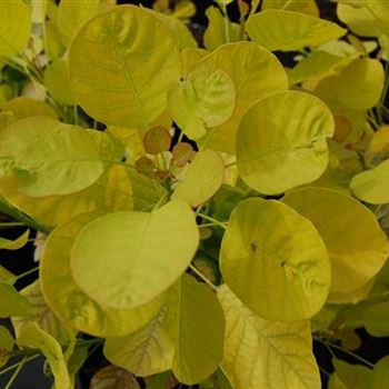 Cotinus_coggygria_Golden_Spirit.jpg