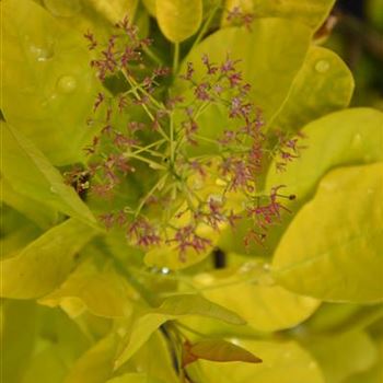 Cotinus_coggygria_Golden_Spirit_1.JPG