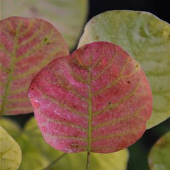 Cotinus_coggygria_Golden_Spirit_Herbst.JPG