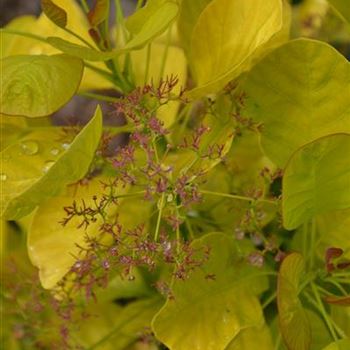 Cotinus_coggygria_Golden_Spirit_2.JPG