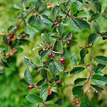 Cotoneaster_acutifolius_HRM_3091.jpg