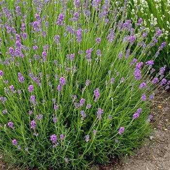 Lavandula_angustifolia_Dwarf_Blue_HRM_Q1.jpg