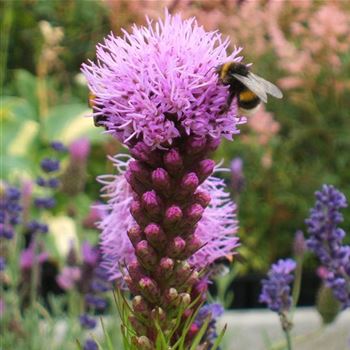 Liatris_spicata_WI_Q1.jpg