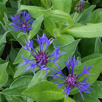 Centaurea_montana_WI_Q1.jpg