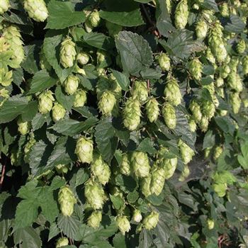 Humulus_lupulus_2005_4199_q.jpg