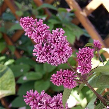 Syringa_josikae_1990_0140_q.jpg