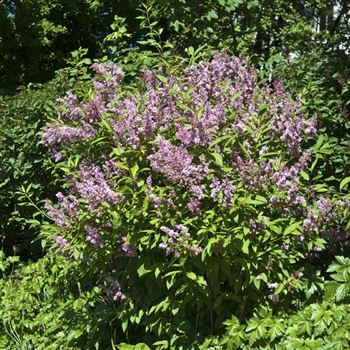 Syringa_josikaea_2009_3094.jpg