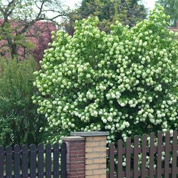 Viburnum_opulus_Roseum_2009_1248.jpg