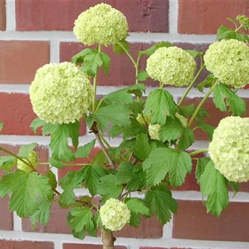 Viburnum_opulus_Roseum_GR_R1.jpg