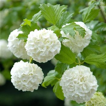 Viburnum_opulus_Roseum_2009_2239_q.jpg