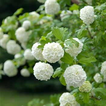 Viburnum_opulus_Roseum_2009_2239.jpg