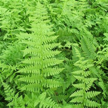 Dryopteris_affinis_WI_Q2.jpg