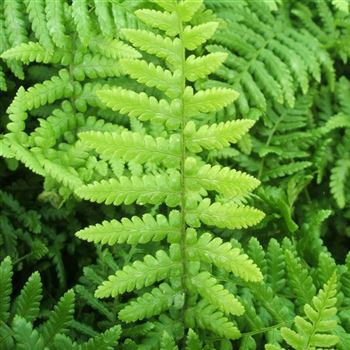 Dryopteris_affinis_WI_Q1.jpg