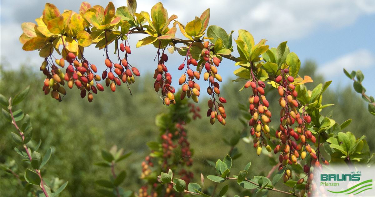 Berberis vulgaris, Barberry von Bruns Pflanzen