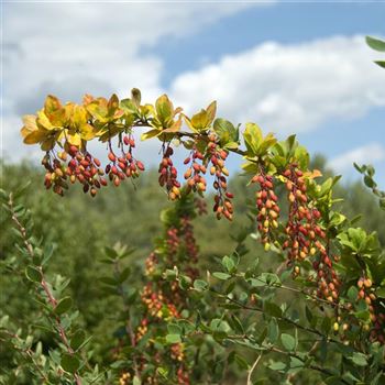 Berberis_vulgaris_2009_5688.jpg