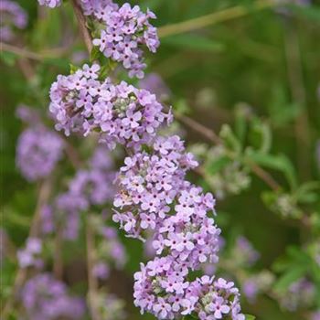 Buddleja_alternifolia_2008_4133.jpg