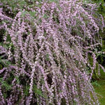 Buddleja_alternifolia_1998_2768_b.jpg