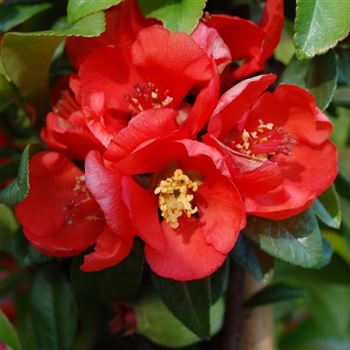 Chaenomeles_Carl_Ramcke_q.jpg