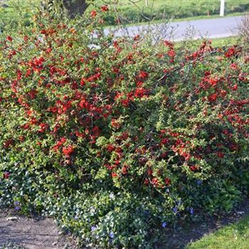 Chaenomeles_Carl_Ramcke_Garten.JPG