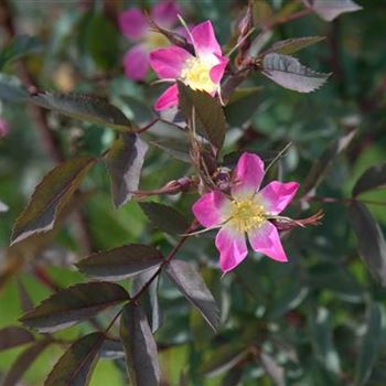 Rosa_glauca_2006_2270.jpg