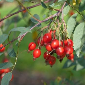 Rosa_glauca_2006_5504.jpg