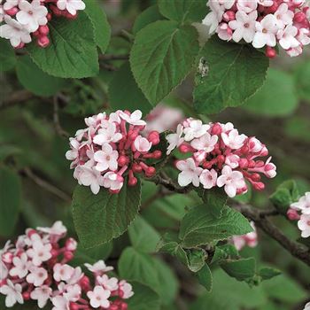 Viburnum_carlesii_Aurora_2007_0438.jpg