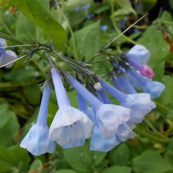 Mertensia_virginica_WI_Q1.jpg