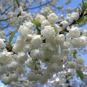 Prunus_avium_Plena_1998-1586.jpg