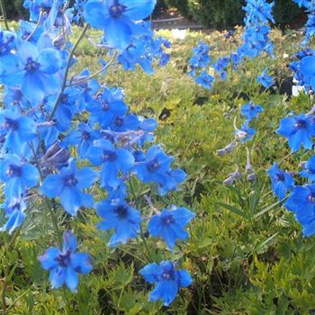 Delphinium_Voelkerfrieden_WI_Q2.jpg