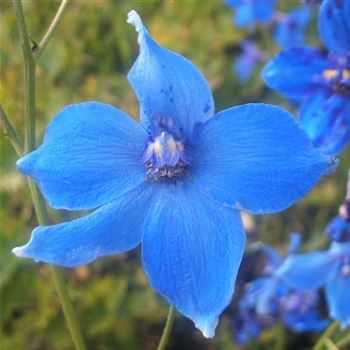 Delphinium_Voelkerfrieden_WI_Q1.jpg