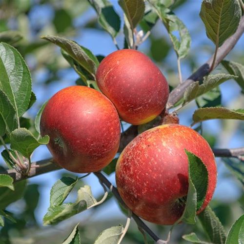 Malus domestica 'Ingrid Marie'