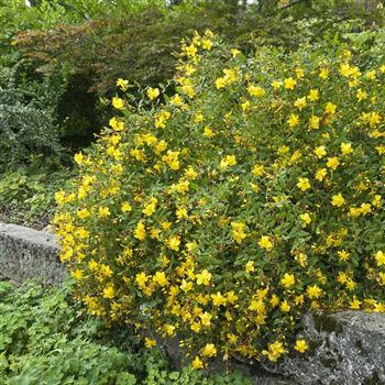 Hypericum_moserianum_2007_4577.jpg