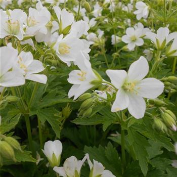 Geranium_sylvaticum_Album_WI_Q1.jpg