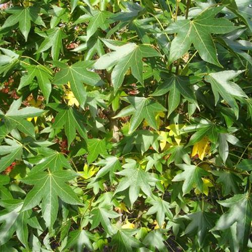 Liquidambar styraciflua 'Paarl' (R)