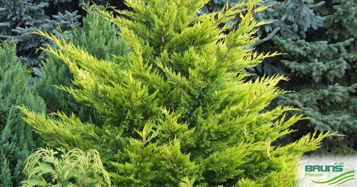 Cupressocyparis leyl. 'Castlewellan Gold' von Bruns Pflanzen