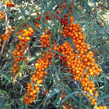 Hippophae_rhamnoides_Frugana_1999_5320.jpg